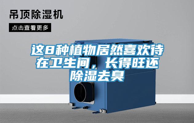 這8種植物居然喜歡待在衛生間,長得旺還除濕去臭